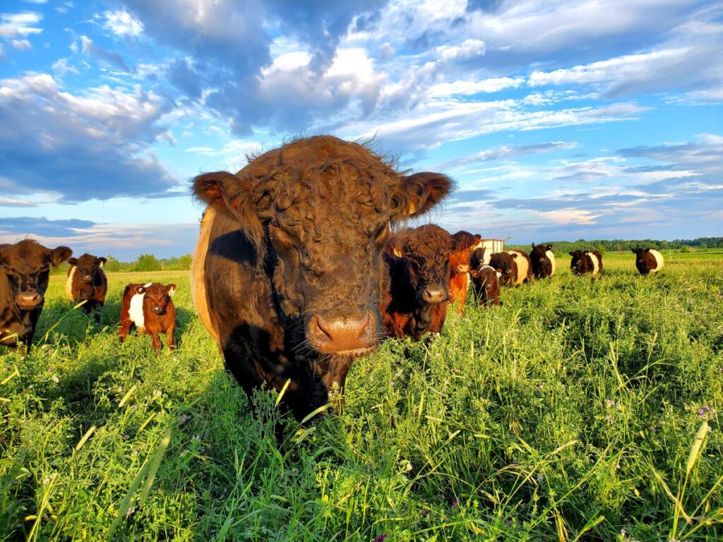 Bœufs nourris à l’herbe Saint-Hyacinthe Montérégie - Ferme Brovin