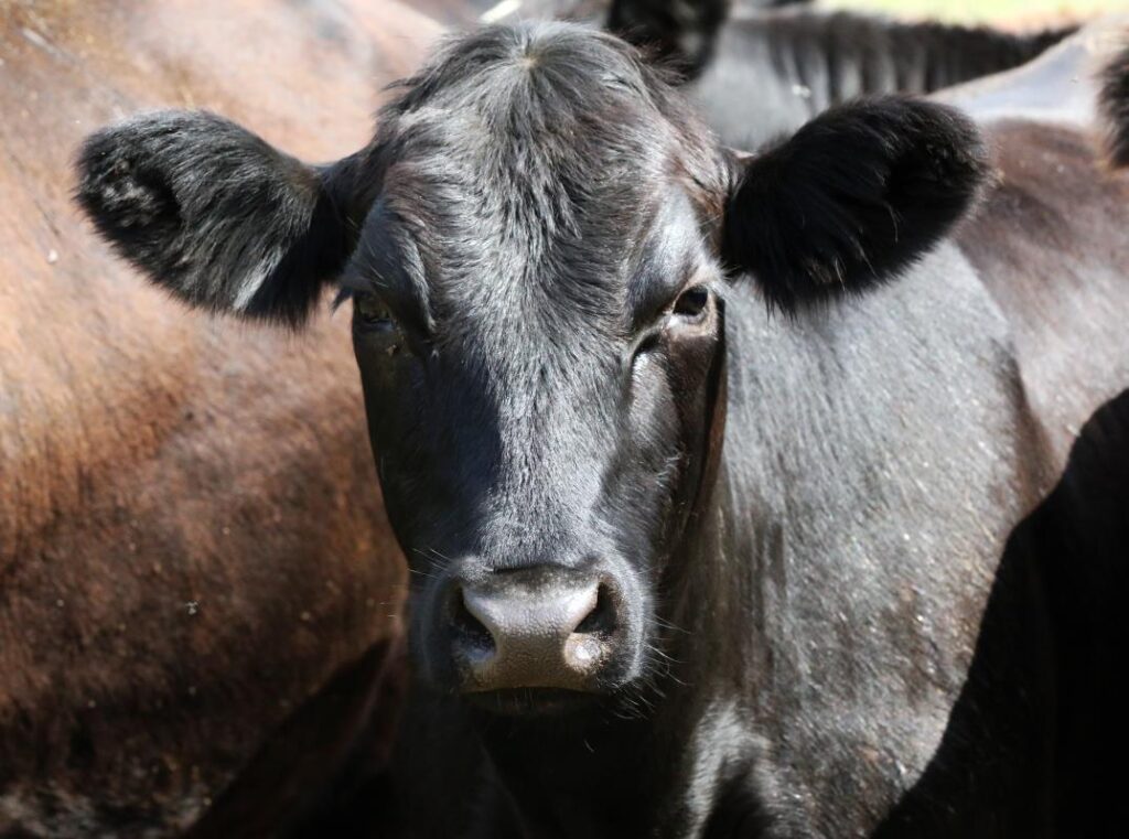 Veau de grain Saint-Hyacinthe Montérégie - Ferme Brovin