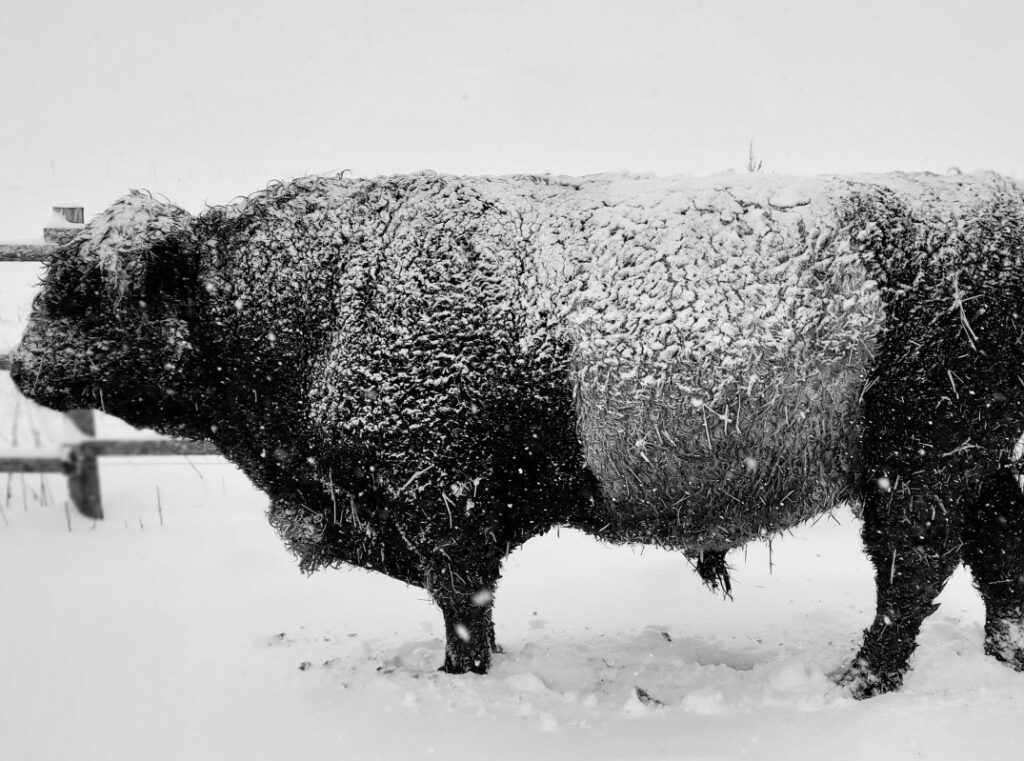 Bœuf nourri à l’herbe Saint-Hyacinthe Montérégie - Ferme Brovin