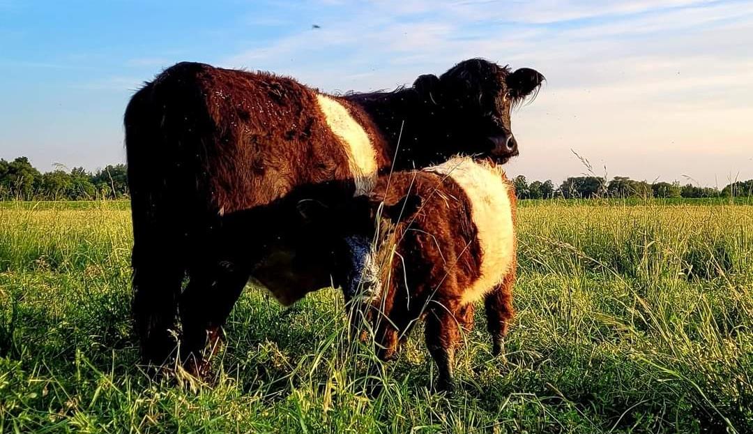 Bœuf nourri à l’herbe Saint-Hyacinthe Montérégie - Ferme Brovin