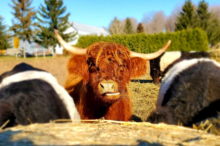 Bœuf nourri à l’herbe Saint-Hyacinthe Montérégie - Ferme Brovin